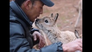 【超治愈】动物治愈行为大赏！