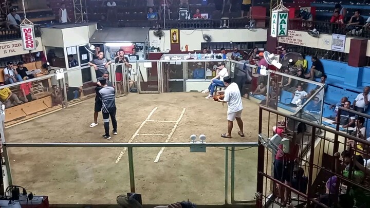 MCJ-AA GF AEJ Golden Boy Line WIN