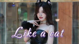 Sàn diễn của AOA nhẹ nhàng và quyến rũ. "Như một chú mèo" đại diện của mèo đã nộp đơn tham gia cuộc 