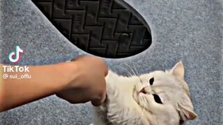 kucing ketakutan dengan pemiliknya sendiri dan kucingnya lucu -  lucu banget sih yang pertama lebih#