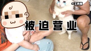 Da Mi: I am just a tool cat forced to work