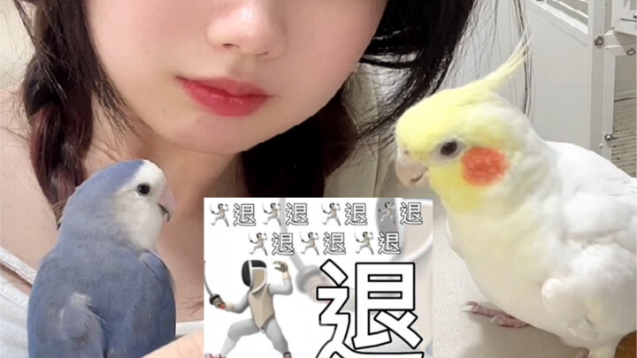 Nghe nói trong thế giới loài chim, lông càng sặc sỡ thì càng được yêu thích? Vậy thì mình…