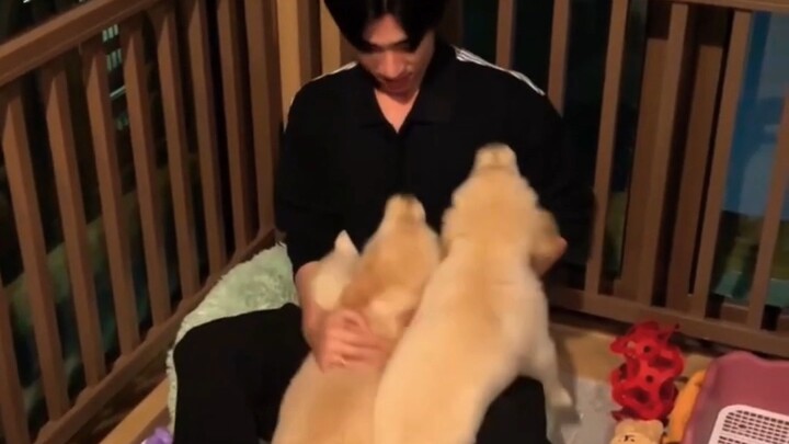 หมาของบ้านปิ่งจื่อทำให้หวังจวิ้นยงถึงกับทำตัวไม่ถูก【เฉินปิ่งหลิน/หวังจวิ้นยง】