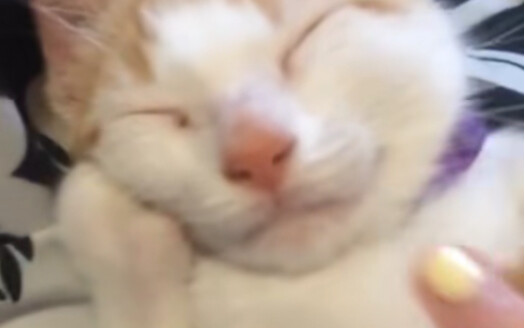 แมวแสนสบาย