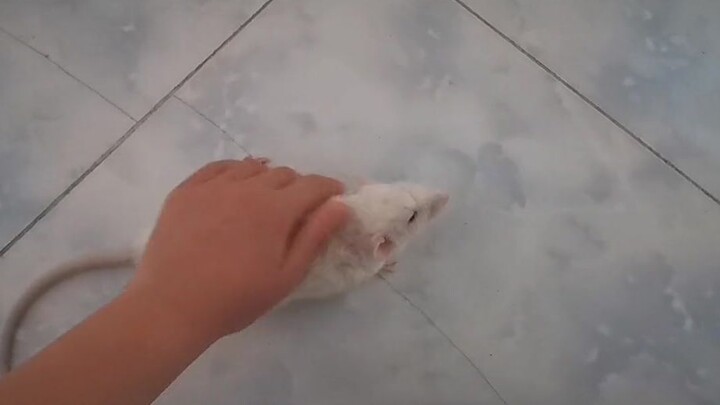 【Tikus ekor bunga】Saking sering dielus, jadi mainan bersuara