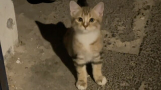 القط: يا إنسان، هل سترعاني؟