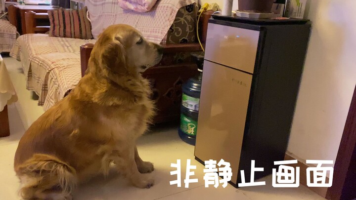You won’t believe what this silly Golden Retriever is doing! It’s been standing here, staring for 15