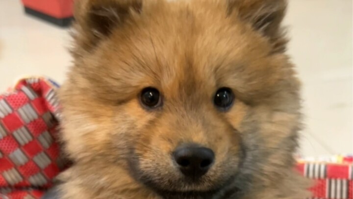 A little “country dog” hiccup performance for the EEs!