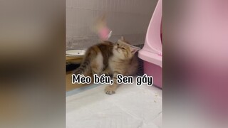 Làm hồng học cũng chỉ để nuôi mấy con mè 🤣🤣🤣 mèo cat