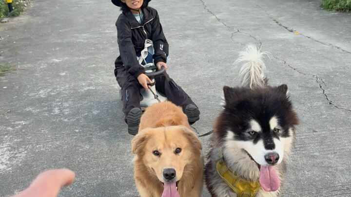 Đây chính là niềm vui khi nuôi chó lớn ha ha ha, nuôi chó là để được chơi đùa thôi ha ha