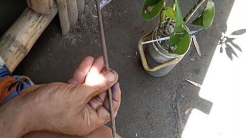 gagamba