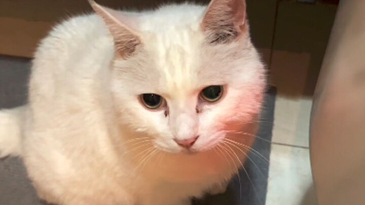 Đại Mi: Nhà vệ sinh đang có người, vui lòng không làm phiền. (Trừ ___)