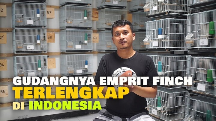 SUKSES BANGUN RUMAH 200JUTA DARI BETERNAK EMPRIT FINCH HIAS