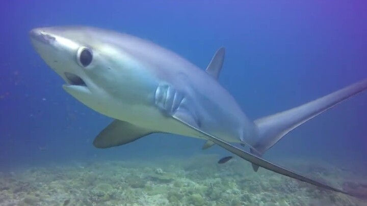 Tôi nghĩ chúng ta đã dán đủ gần rồi, bạn thấy sao?