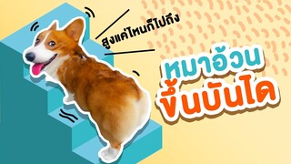 แผนจะผอม EP. 1 ตอน หมาอ้วนขึ้นบันได ไม่มีคำว่าสูง วัดได้หากใจถึง!!