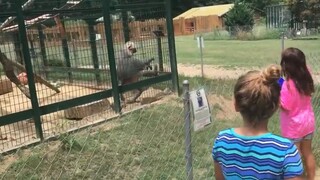 Two more animal-loving kids have disappeared...