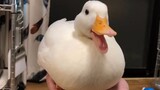 A Cute Call Duck On A Palm
