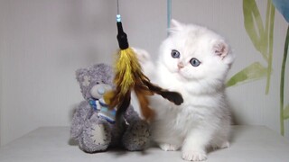 The Cuttest kitty ever British Shorthair EVAN | Silver Chinchilla | 7 week old