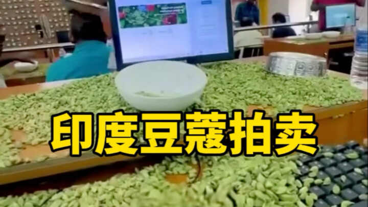 An amusing cardamom auction in India—if you didn’t know better, you’d think they were scattering bea