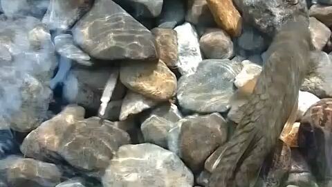 ikan masheer sungai batu
