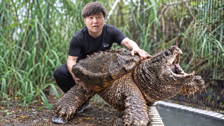 288,000 giant snapping turtles escaped into the river! They were almost caught again!?