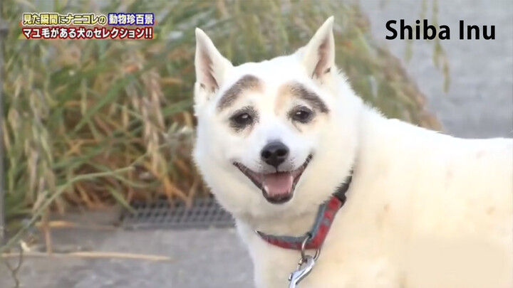 [Animals]The World's Only White Shiba Inu with Eyebrows