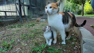 Kitten asking for milk from her mother♥