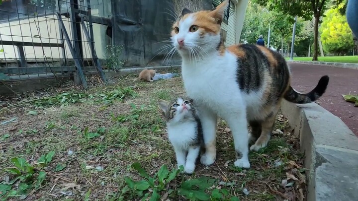 Kitten asking for milk from her mother♥