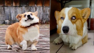 Biệt Đội CORGI ĐÍT TO CHÂN NGẮN Tấu Hài Siêu Dễ Thương | Siêu Thú Cưng