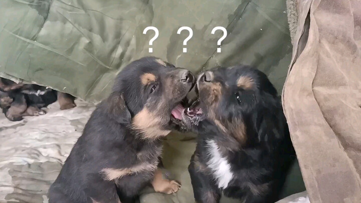 [Animals]The happy daily life of baby Tibetan Mastiff