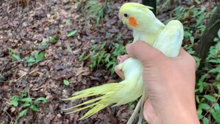 I Found My Parrot and a Cuckoo. My Parrot Gave Me a Kiss.