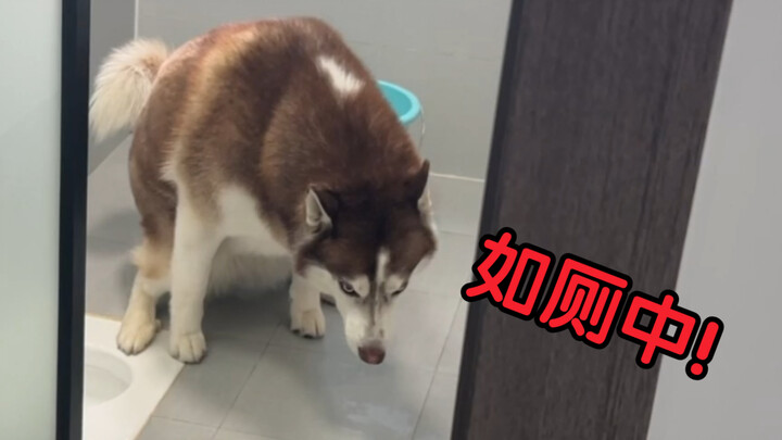 Husky: Gue nggak bisa berkata-kata, orang ini nggak kasih anjingnya buang air!