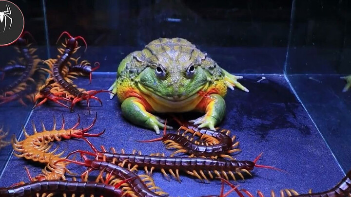 Nine Centipedes Vs African Bullfrog