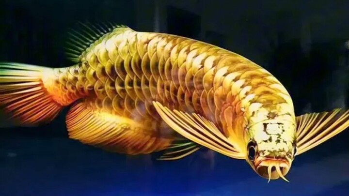 fakta unik arwana emas