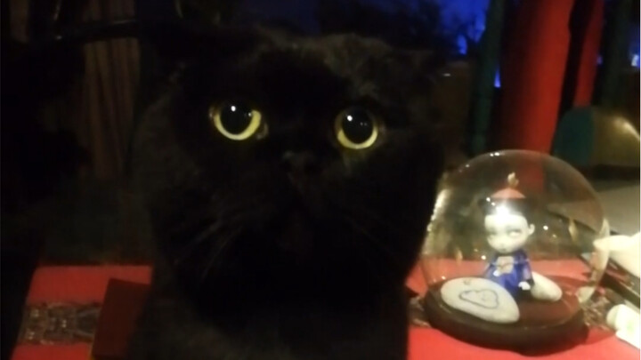 ตอนที่โพสต์วิดีโอนี้ ฉันบล็อกพ่อแม่ไว้ พวกคุณที่กำลังดูวิดีโอนี้ กรุณาพาพ่อแม่มาด้วย!