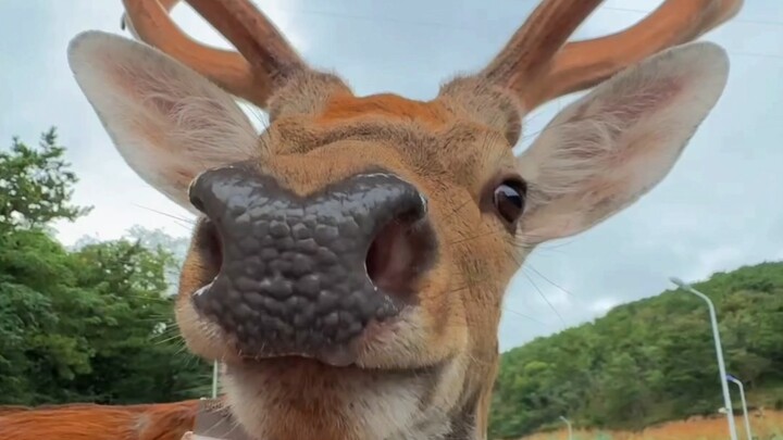 Deer, my best bro 🦌