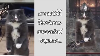 ความรู้สึกของแมวเมื่อเจอคู่อริ ตัดต่อเทพมาก... #รวมคลิปฮาพากย์ไทย