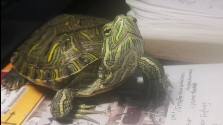 【Kura-kura Brazil】Saat belajar, kura-kura setia menemani dengan tenang di samping