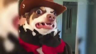 Funny videos of Animals