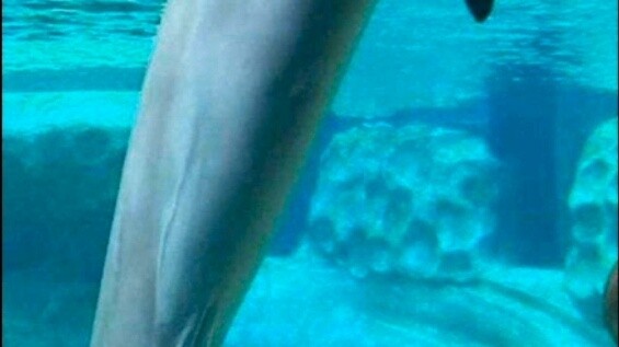 Meme yang hanya bisa dimengerti oleh Chef JO