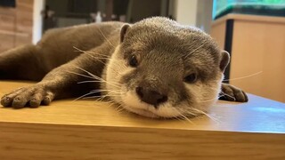 [Otter] The otter got swatted 12 times by the cat's tail, but they still decided to sleep together [