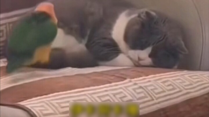 แมว: ฉันนอนหลับยากขนาดนั้นเลยเหรอ?