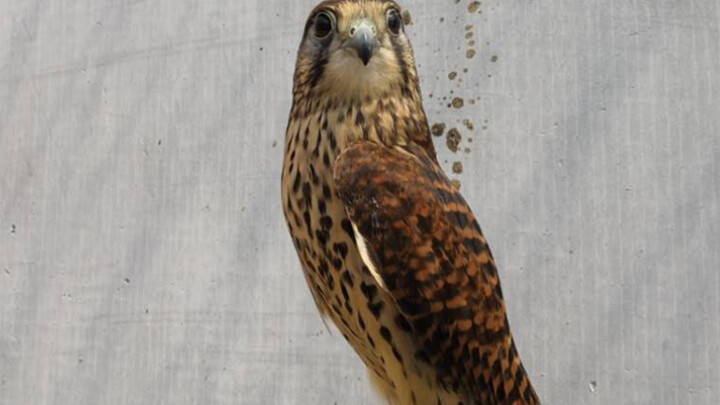 [The Disabled Red Falcon] Reborn from the ashes, now a nanny and an egg-laying hen—Gaga the Falcon!