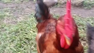 Rhode Island Red Chicken