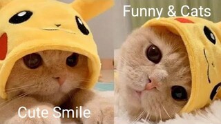 Funny & Cats - รวมน้องแมวน่ารัก 5