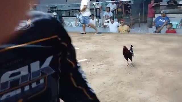 Raptor sweater f1 breeding test fight