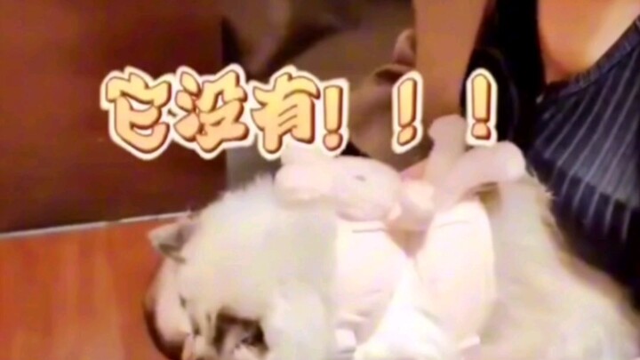 Cat: Owner, you’re not giving me the tiniest chance! #Shocked #Cat