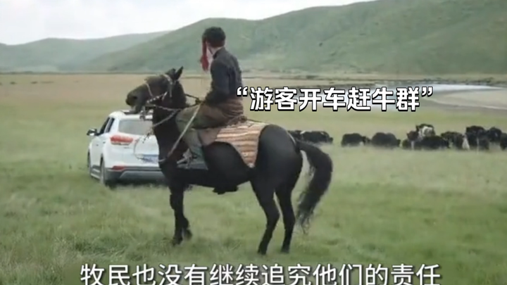 “A group of rude tourists drove their car to chase a herd of cattle, only to be severely reprimanded