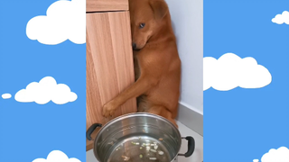 CUTE PET #น่ารัก&ตลก #อย่าดุฉัน