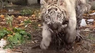 لم تضربني أمي منذ ثلاثة أيام.